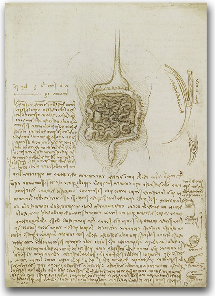 Poster - Canvas - Leinwand - 59,4 cm x 84,1 cm - Fotoposter - Leinwandkunst - Da Vinci Der Magen-Darm-Trakt