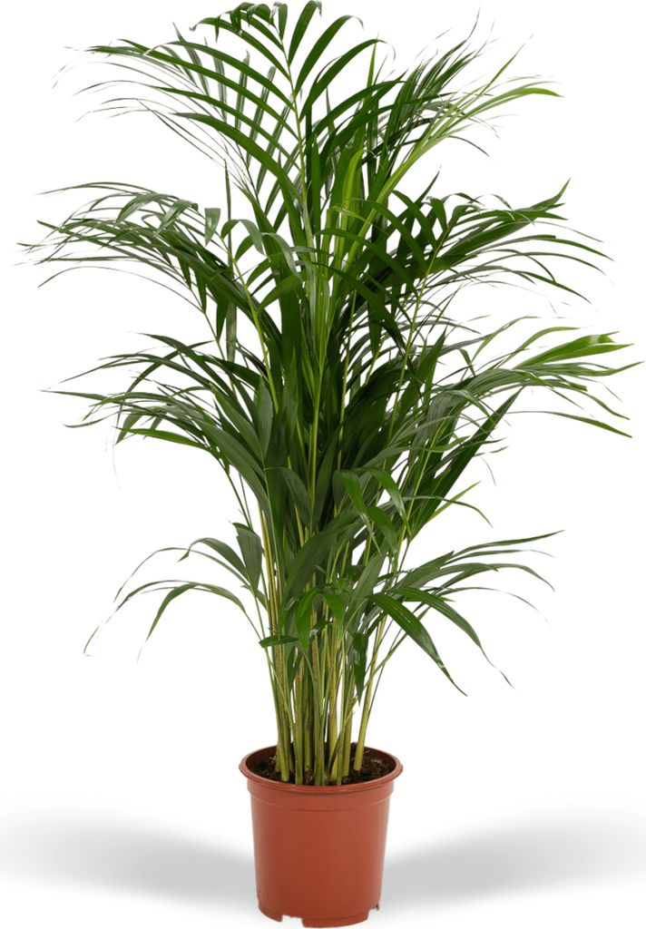 Palmier d'Areca Image du produit 