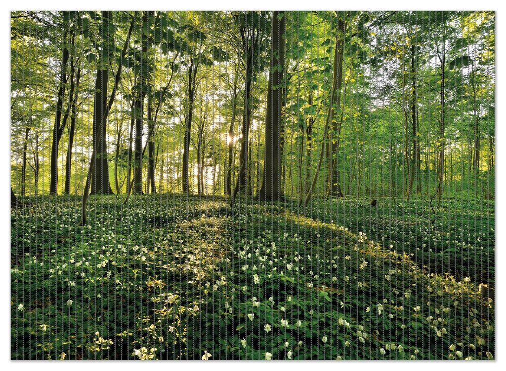 Wallario Duschmatte Antirutschmatte Badmatte Fußmatte Waldanemonen und Sonnenstrahlen im Wald, Größe ca. 90 x 65 cm