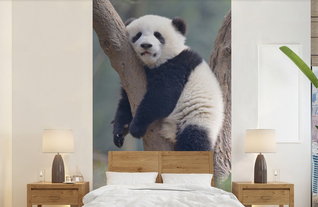 MuchoWow Fototapete für Wohnzimmer oder Schlafzimmer Wandtapete Vinyl Motivtapete Müder Panda auf dem Baum - 150x240 cm - Tapeten
