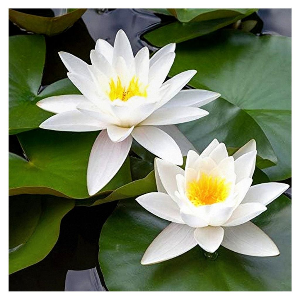 Weiße Seerose - Große Seerose im Korb - Höhe: 10 cm - Platzierung: -10 bis -100 cm