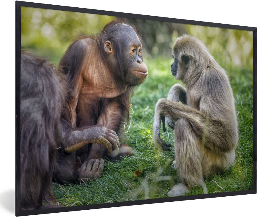 MuchoWow MuchoWow Gerahmtes Poster Affe - Gras - Tiere 90x60 cm - Poster mit zchwarzem Bilderrahmen - Fotorahmen - Foto-Plakat