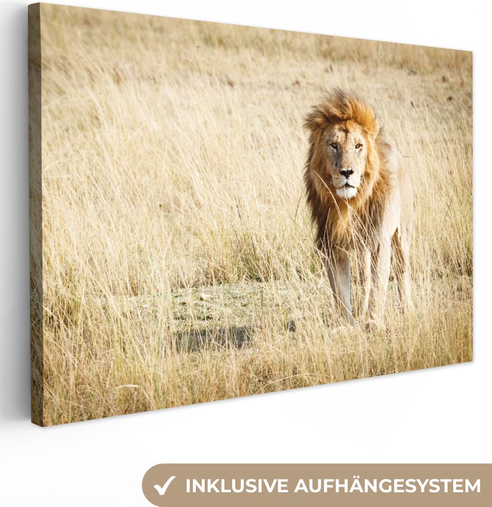 OneMillionCanvasses - Leinwandbilder - 150x100 cm, Löwen - Afrika - Gras, Wandbilder Kunstdruck Wanddekoration