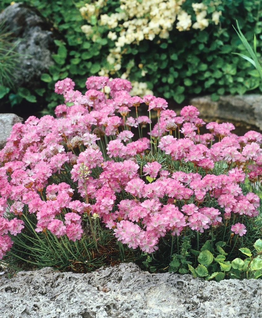 Armeria juniperifolia, Grasnelke, rosa, ca. 9x9 cm Topf