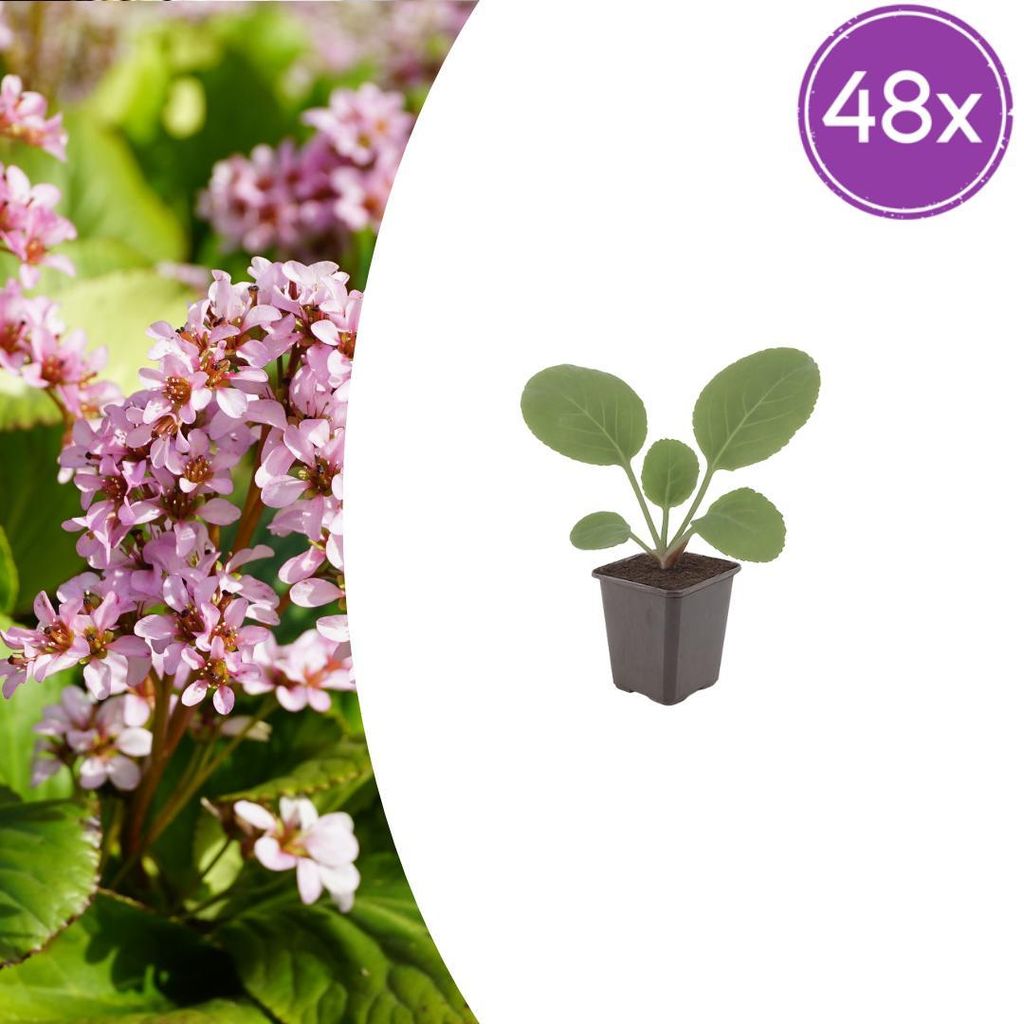 Bergenia cordifolia | 48 Stück - 10-25cm - Ø9cm - Gartenpflanze