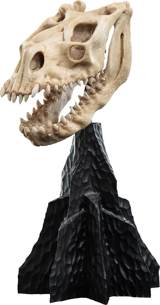 Objet de Collection Crâne de Bête Qualité Musée pour Vitrine de Fantasy - 11