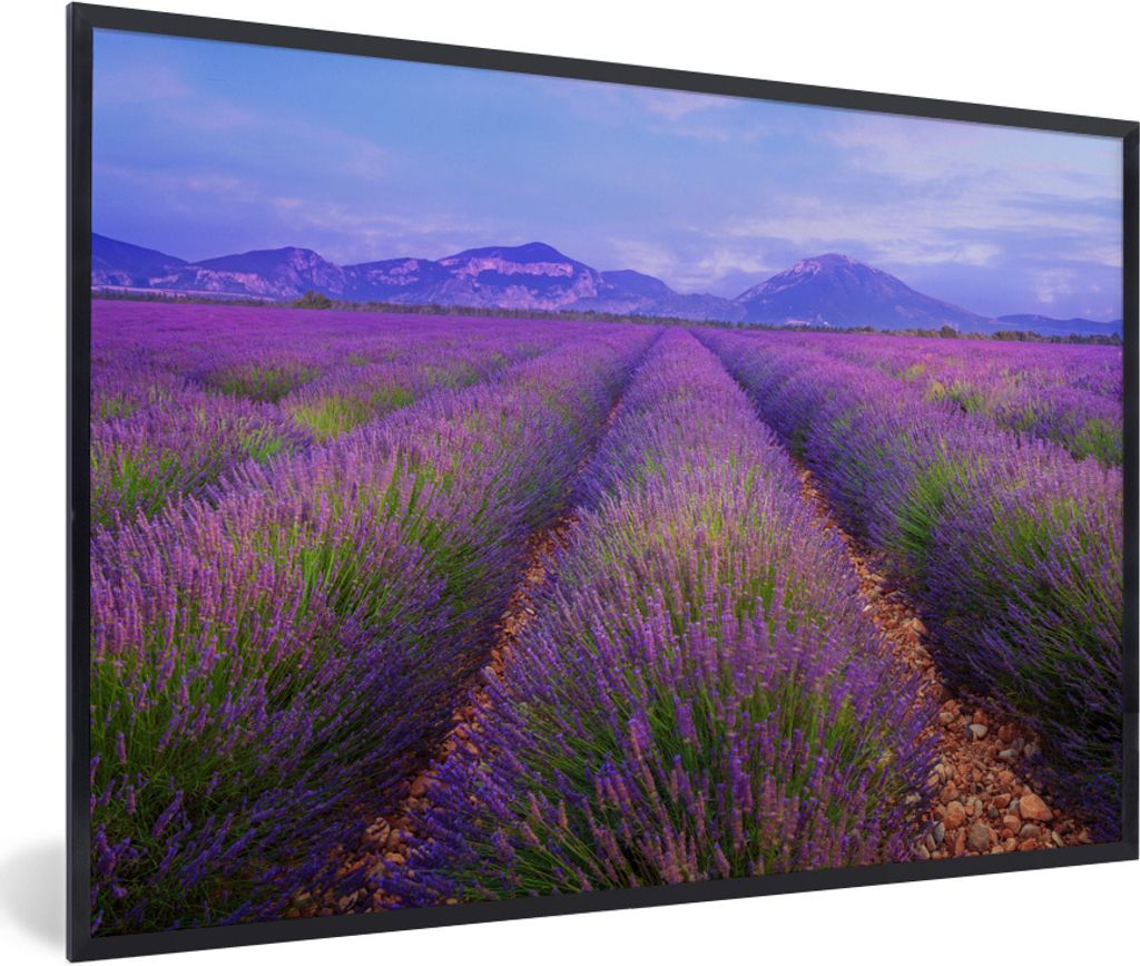 MuchoWow Gerahmtes Poster Lavendelfelder in der Abenddämmerung 90x60 cm - Poster mit Schwarzem Bilderrahmen Wandposter Rahmen Foto Bilder - Foto...
