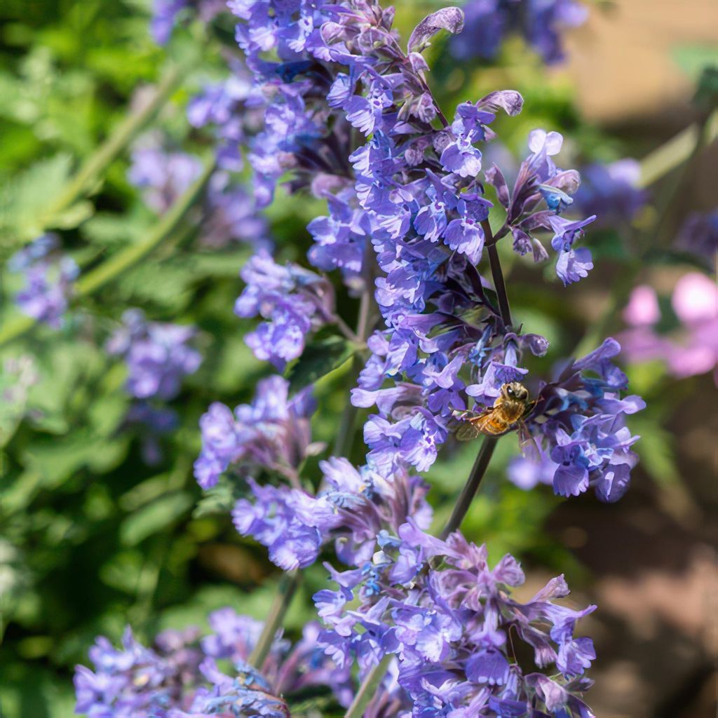 Katzenminze Nepeta 'Six Hills Giant' – 10-25cm – Ø9cm – 60 Pflanzen – Lila-Blau – Bienenfreundlich – Pflegeleicht – Sonniger Stan...