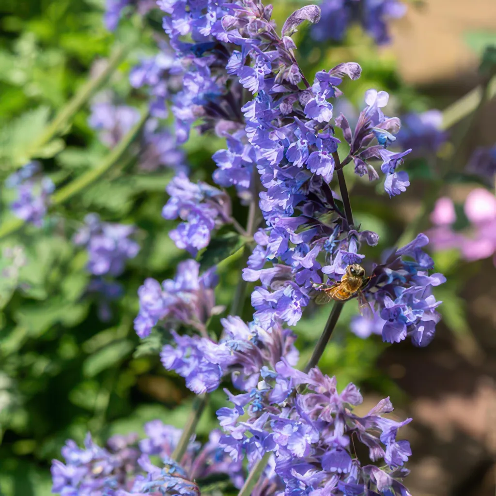 Nepeta Six Hills Giant - Plantes pour Jardin Ensoleillé - 12 Unités