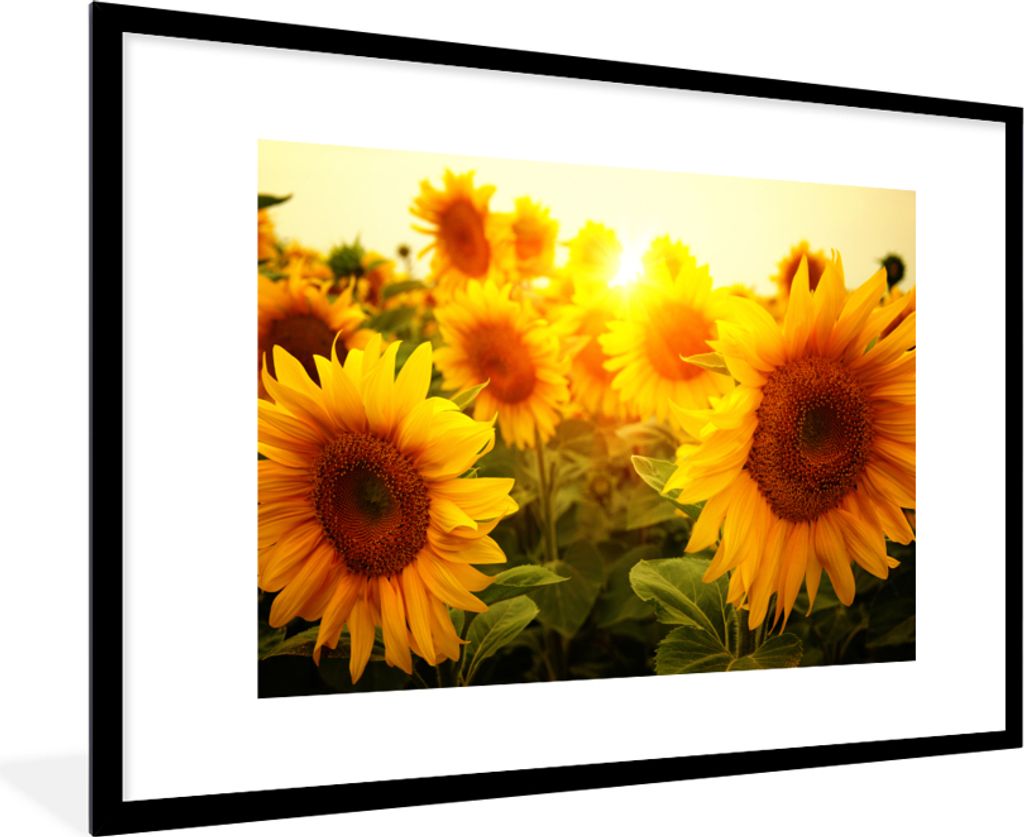 MuchoWow Gerahmtes Poster Sonnenblume - Gelb - Blumen - Sonne 90x60 cm - Poster mit Schwarzem Bilderrahmen Wandposter Rahmen Foto Bilder - Wandde...