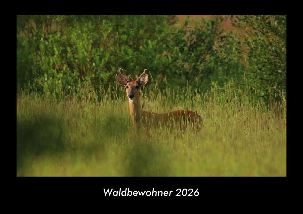 Waldbewohner 2026 Fotokalender - Querformat DIN A3, Monatskalender mit Bild-Motiven von Haustieren, Bauernhof, wilden Tieren und Raubtieren