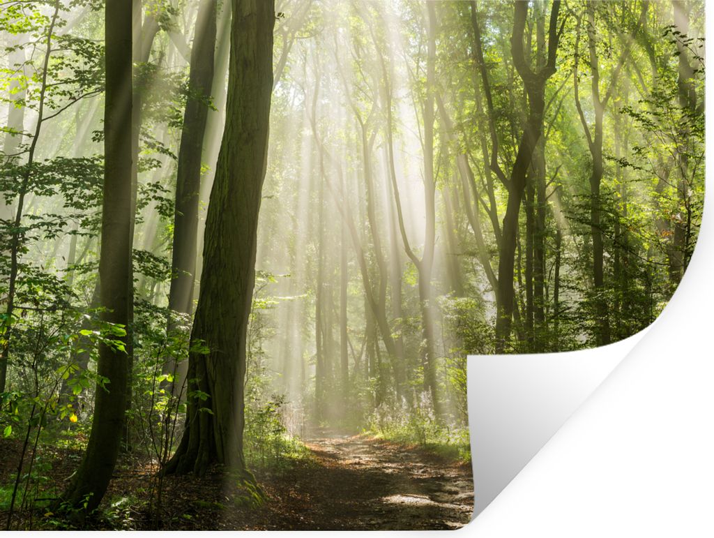 MuchoWow Wandtattoo Wandsticker Wandaufkleber Wald - Licht - Natur - Landschaft 160x120 cm Selbstklebend und Repositionierbar - Selbstklebend - F...