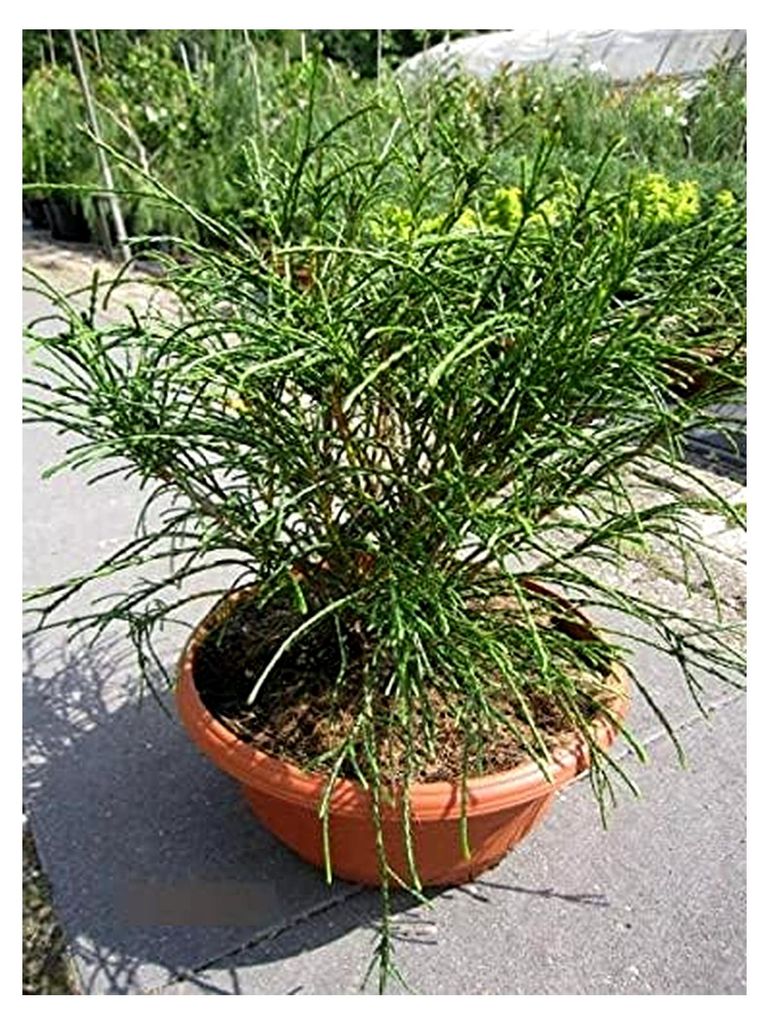 Thuja plicata Whipcord - Faden-Lebensbaum in Dekoschale 30-40 cm