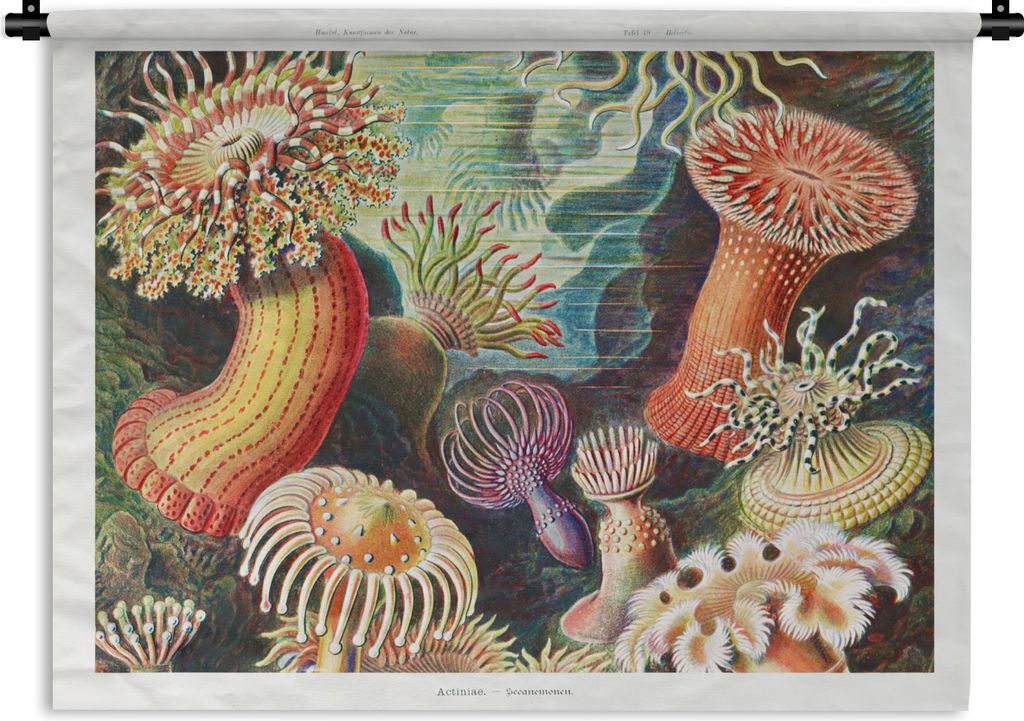 MuchoWow Wandteppich Wandbehang Ernst Haeckel - Anemone - Retro - Natur - Pflanzen 150x112.50 cm Tapisserie Dekoration Wandtuch - Wanddecke - Wan...