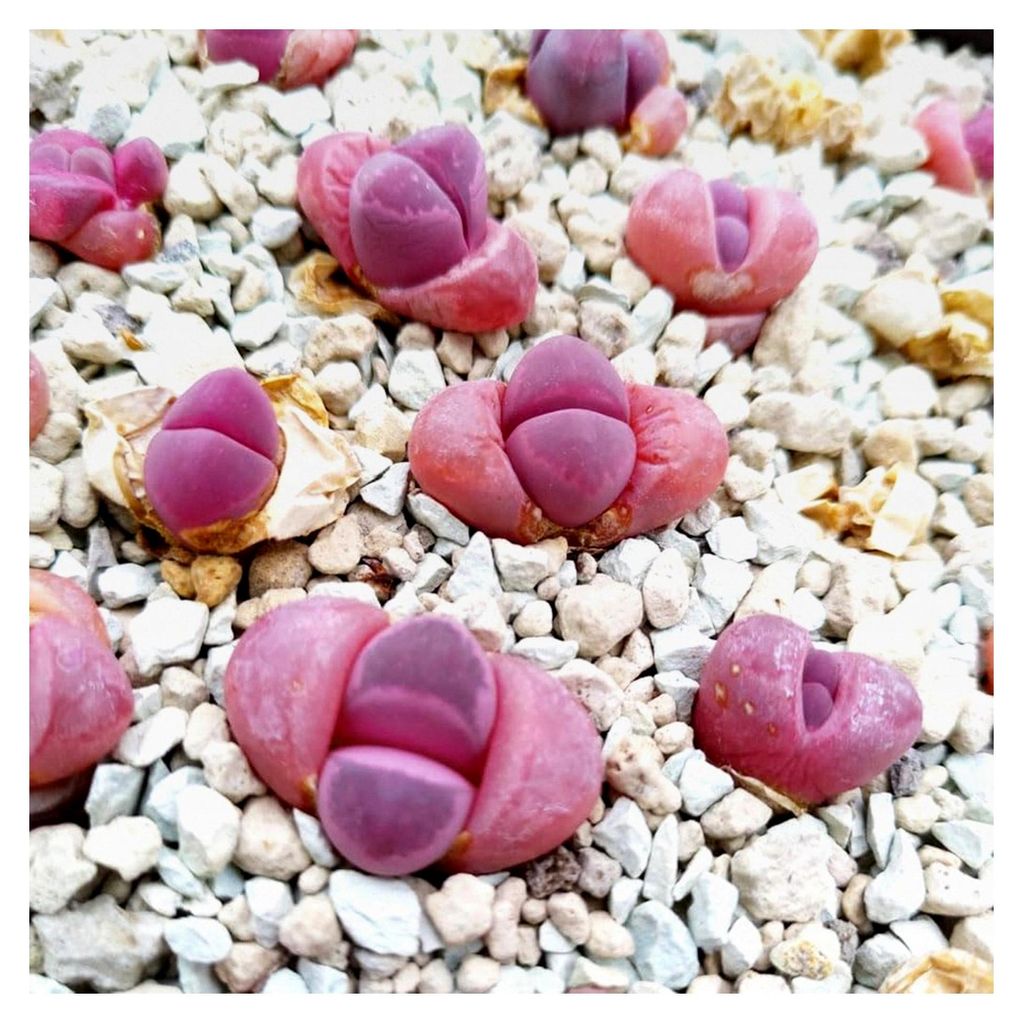 Lithops optica rubra Samen - Sunnyplants, Lebende Steine, Lithops Samen (10)