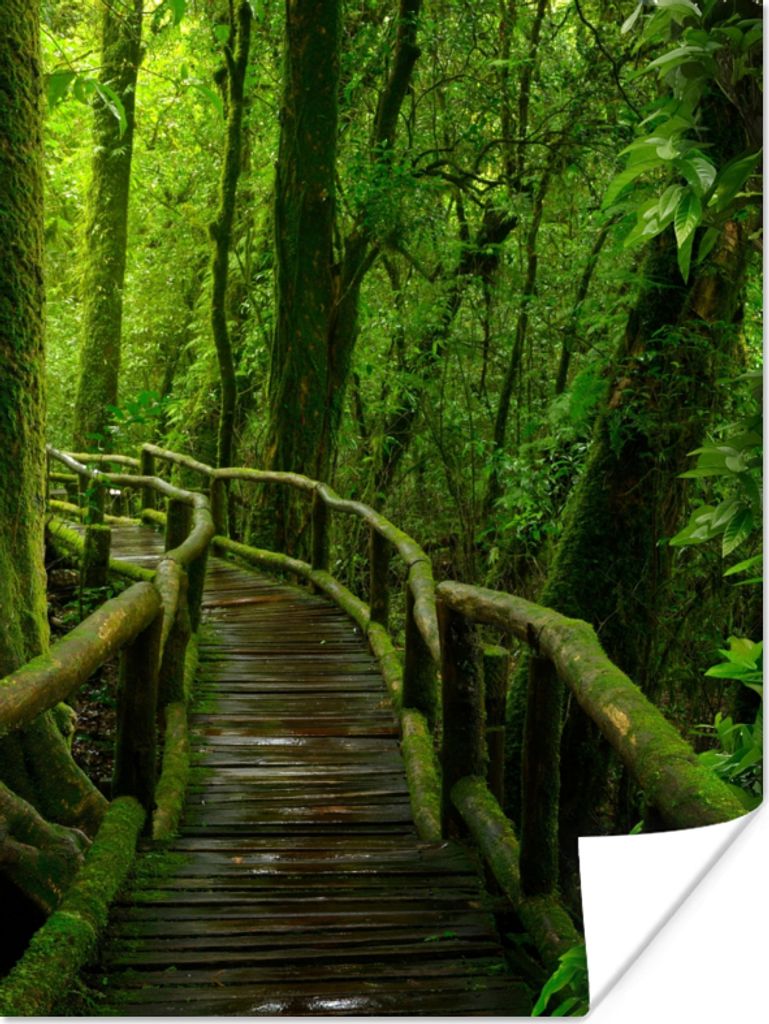 MuchoWow Poster Dschungel - Brücke - Moos - Natur - Tropisch 90x120 cm - Wohnzimmer