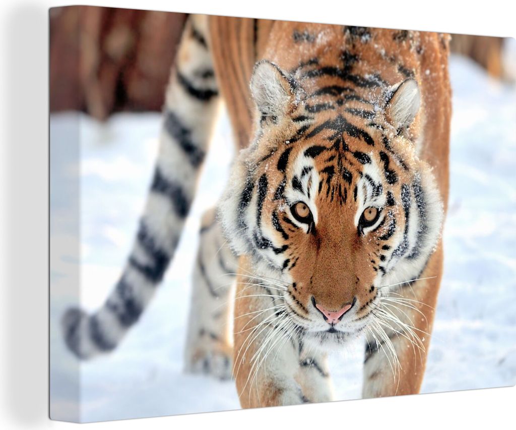 OneMillionCanvasses - Leinwandbilder - 140x90 cm, Tiger - Schnee - Tiere, Wandbilder Kunstdruck Wanddekoration - Foto auf Leinwand - Gemälde auf...