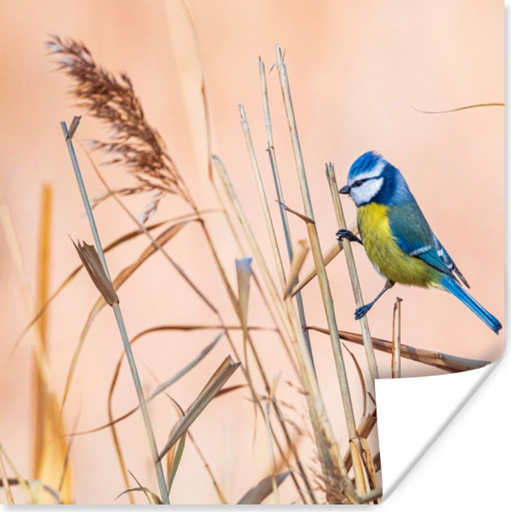 MuchoWow Poster Vogel - Blaumeise - Schilf 100x100 cm - Babyzimmer