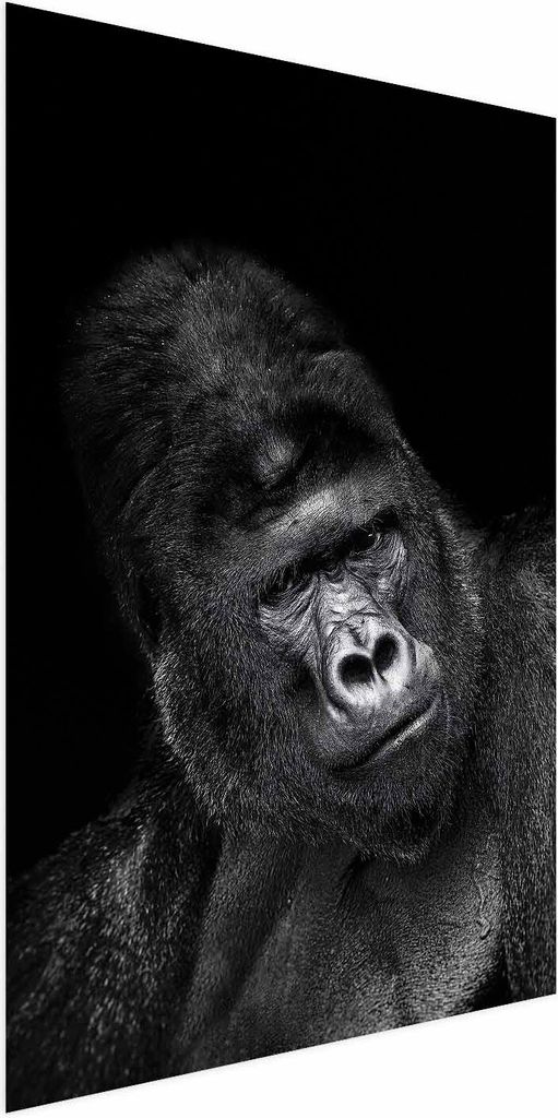 Posterpapier Poster - Gorilla 60x90 cm Tiere g-B-0113-ao-a
