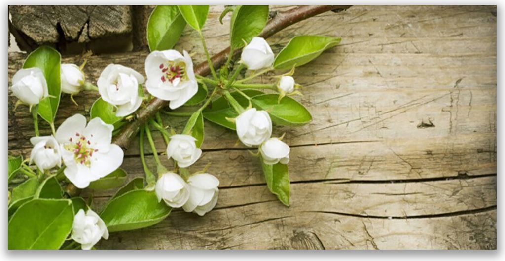 Glasbilder 140x70 Wandbild Druck auf Glas Blumen Pflanzen