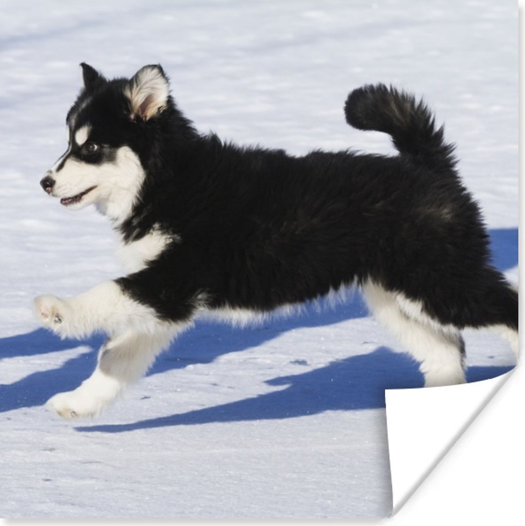 MuchoWow Poster Husky-Welpe läuft über den Schnee 30x30 cm - Wandposter - Printing