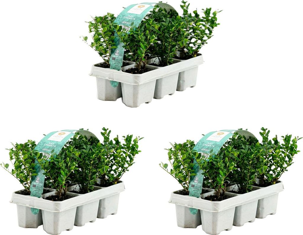 Bloomique - Zestaw 18 szt. - Ilex Crenata Jenny - Zdjęcie produktu 