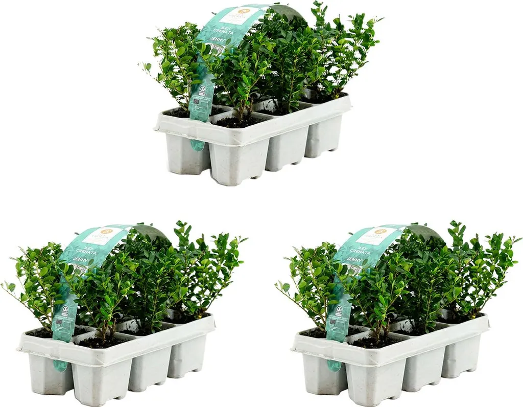 Ilex crenata Jenny Lot de 3 Houx Japonais Persistant Hauteur 10-20 cm
