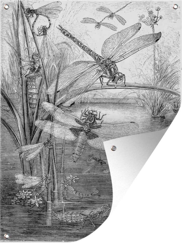 MuchoWow 60x80 cm Outdoor-Poster Gartendeko Sichtschutz Garten Poster für den Garten Eine schwarz-weiße Illustration einiger Libellen