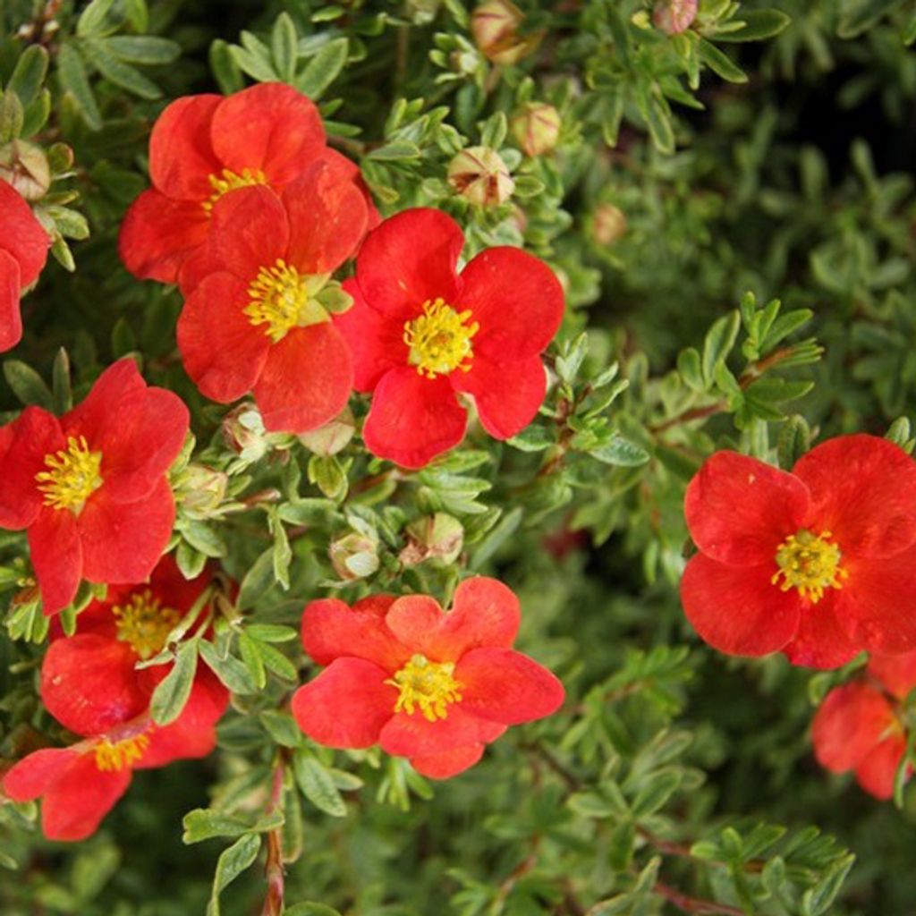 2 x  Fingerstrauch Marian Red Robin - Potentilla fruticosa Produktbild 