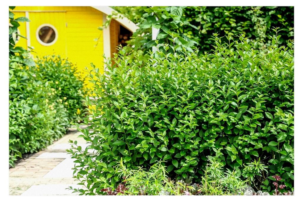 10 x Ligustrum ovalifolium 'Green Diamond' (Gehölz/Heckenpflanze/Winterhart/Mehrjährig/Immergrün)