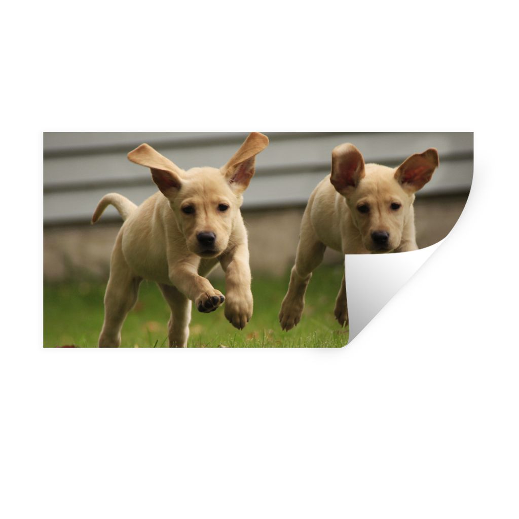 MuchoWow Wandtattoo Wandsticker Wandaufkleber Zwei gelbe Labrador Retriever laufen durch das Gras 40x20 cm Selbstklebend und Repositionierbar - A...