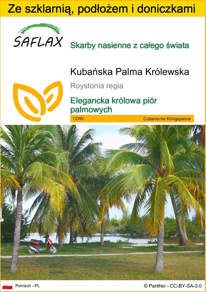 SAFLAX - Zestaw do uprawy - Kubańska Palma Królewska - 8 Zdjęcie produktu 
