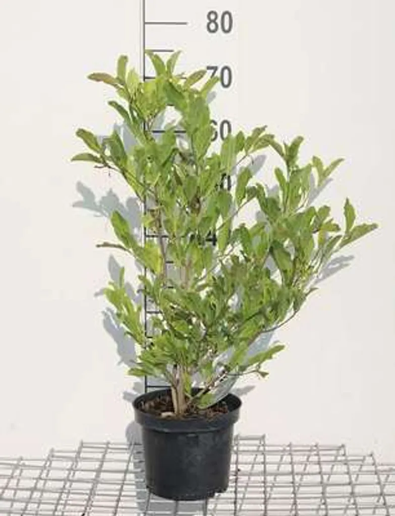 Magnolia stellata étoilé 50-60 cm floraison précoce parfumée jardin
