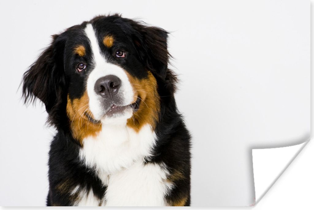 MuchoWow Poster Porträtfoto eines Berner Sennenhundes 90x60 cm - Schlafzimmer