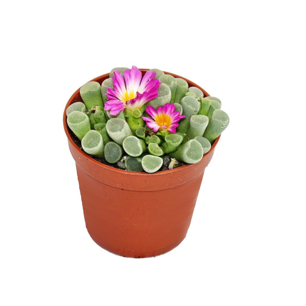 Frithia pulchra - skrzydlokwiat okienny - mala roslina w Zdjęcie produktu 
