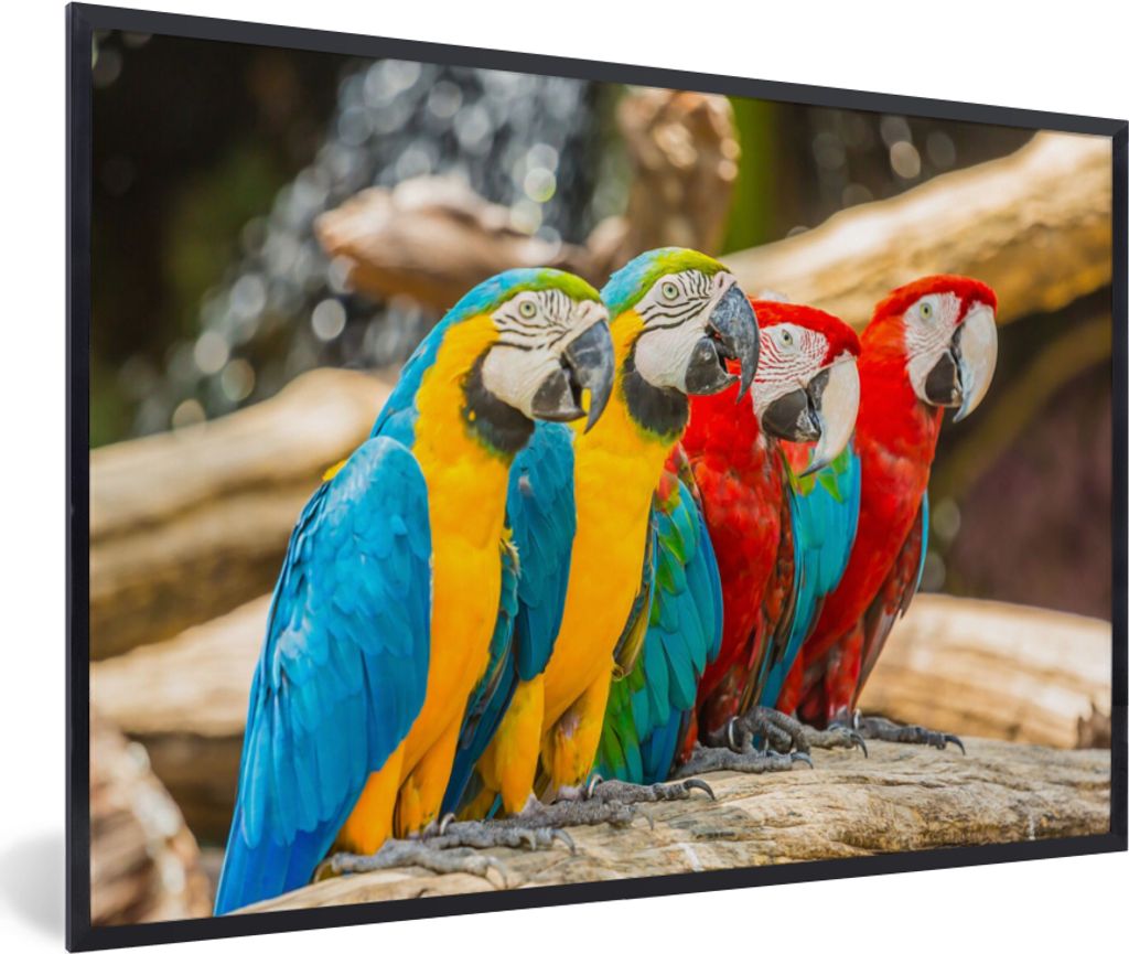 MuchoWow Gerahmtes Poster Vögel - Papagei - Tropisch - Natur 60x40 cm - Poster mit Schwarzem Bilderrahmen Wandposter Rahmen Foto Bilder - Printi...