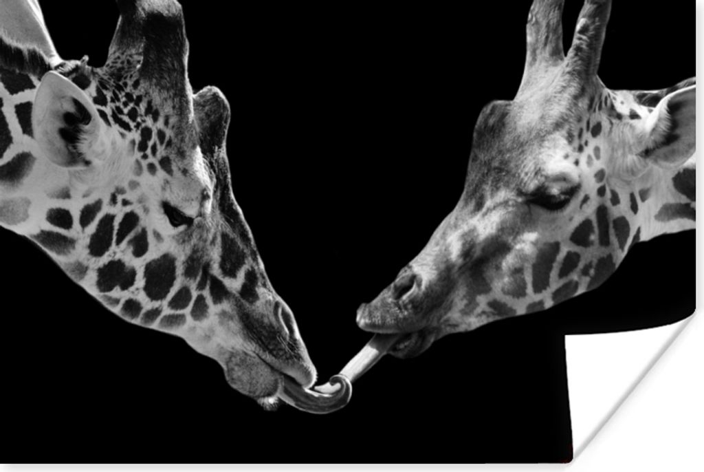 MuchoWow Poster Tiere - Schwarz - Giraffe - Weiß - Porträt 180x120 cm - Fotoplakat