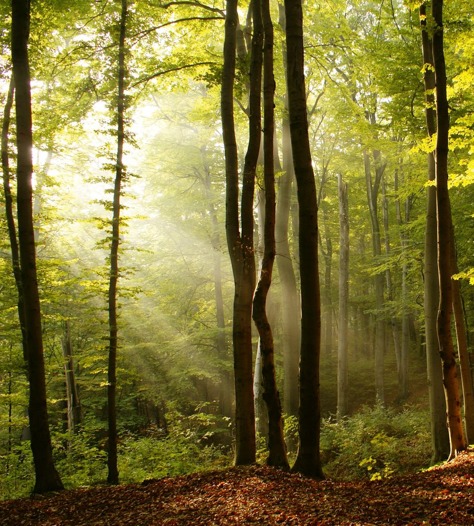 Fototapete - Forest 225x250cm - Vliestapete Produktbild 