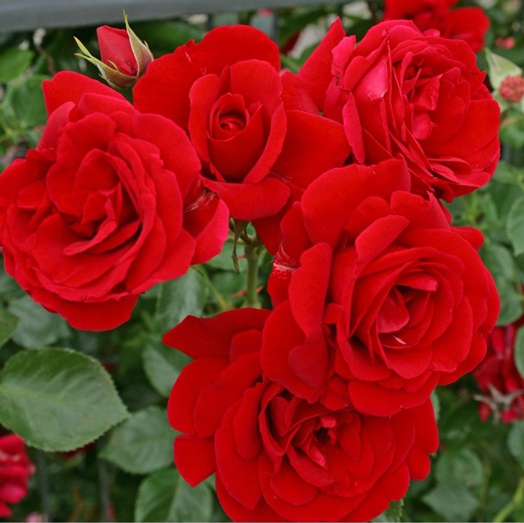 Rosa  - Kletternde Rose Kordes - Rosa 'Sympathie' Produktbild 
