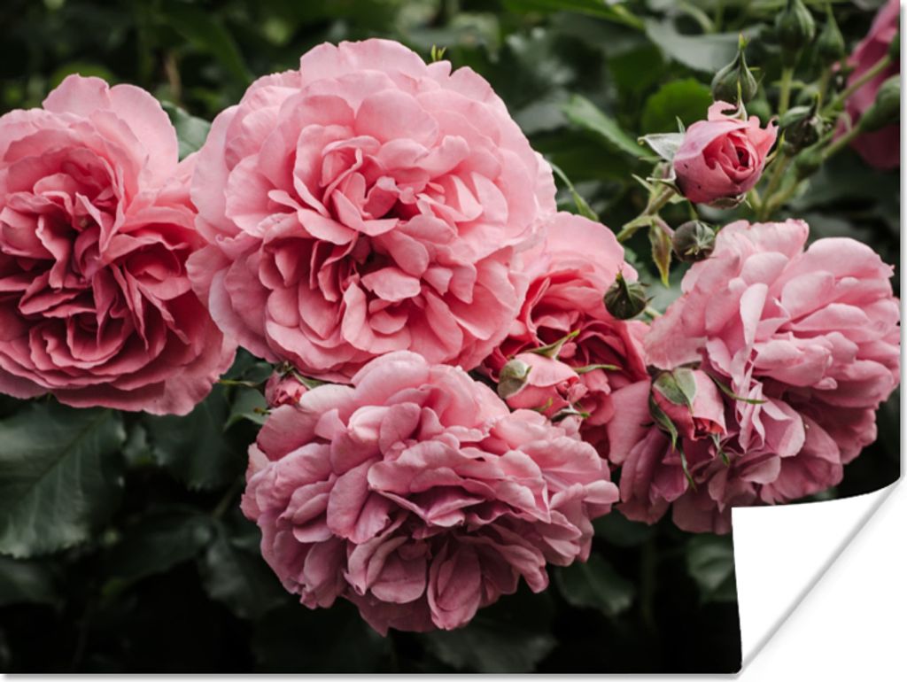 MuchoWow Poster Rosa - Blumen - Rosen 160x120 cm - Foto Plakat
