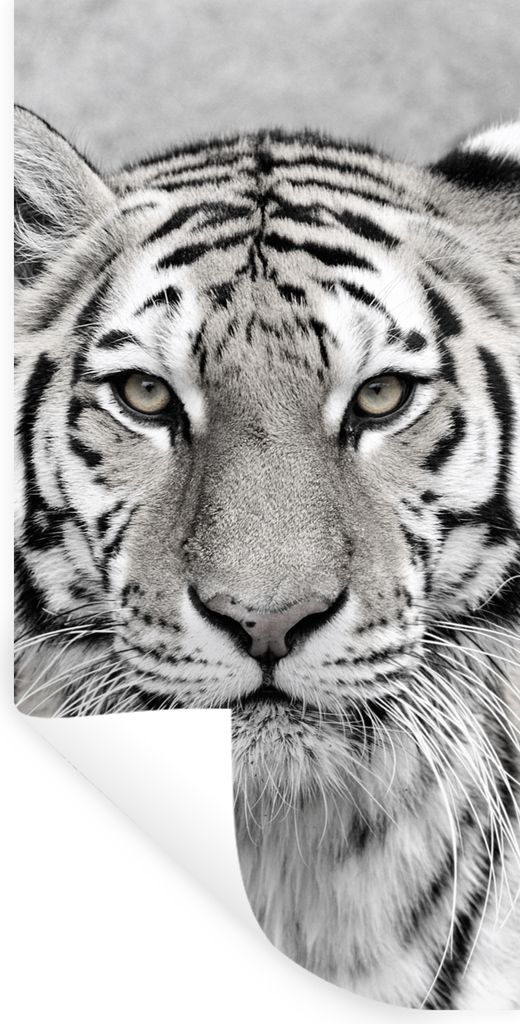 MuchoWow Wandtattoo Wandsticker Wandaufkleber Tiger - Natur - Schwarz - Weiß 40x80 cm Selbstklebend und Repositionierbar - Repositionierbar - Wa...