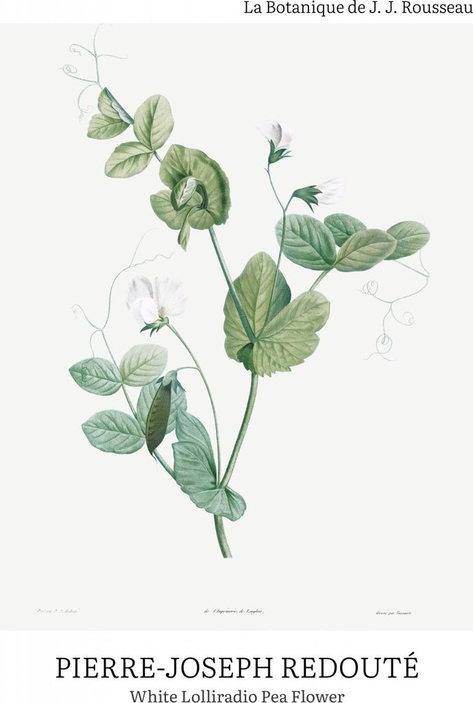 Plakat 70x100cm Desig Lolliradio Pea Flower, Redoute Vintage für das Wohnzimmer