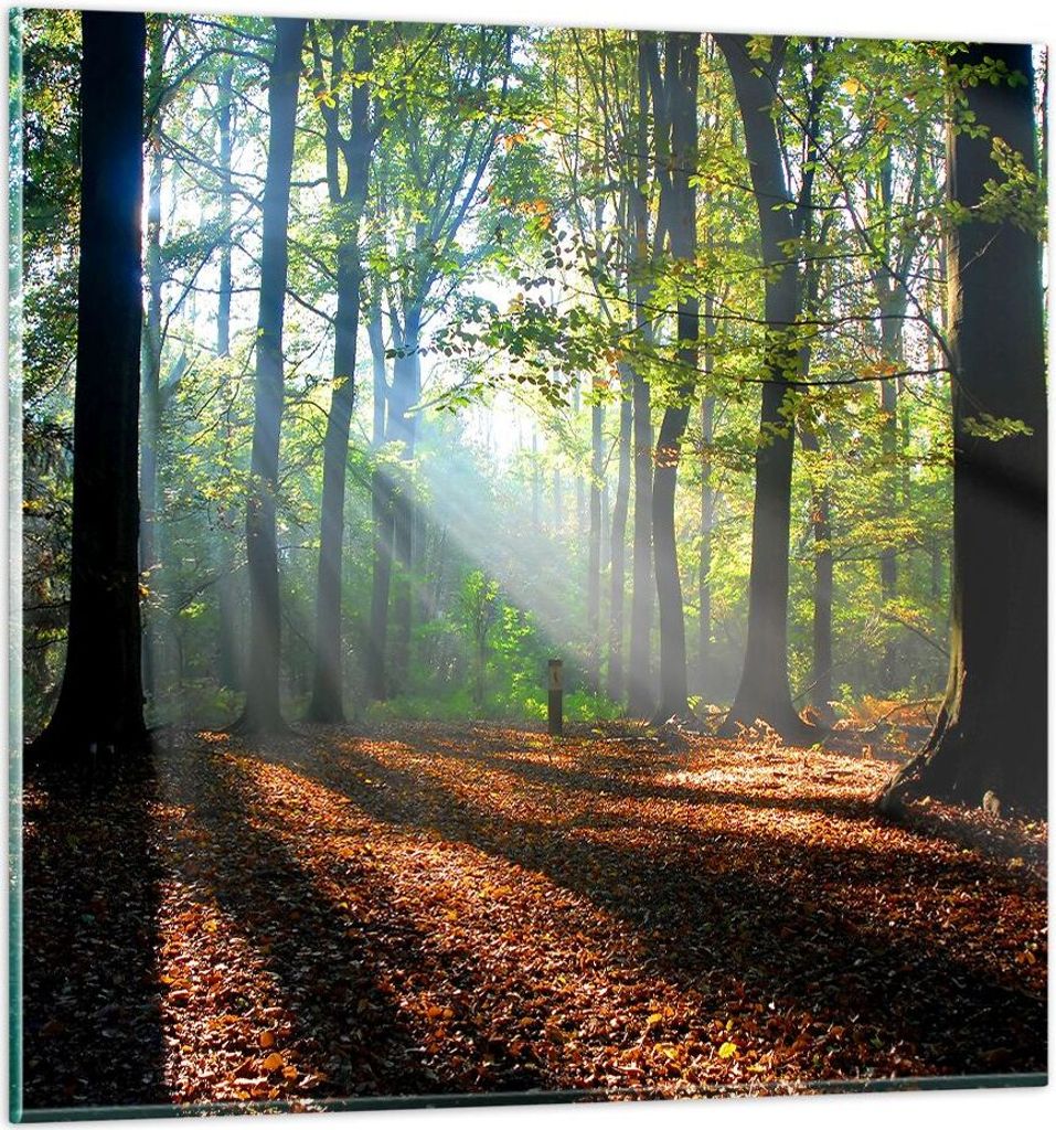 Bilder auf glas - Wald Blätter Sonne - 30x30cm - Glasbilder - Wandbilder - Kunstdruck - zum Aufhängen bereit - Wanddekoration aus Glas - Glas Bil...