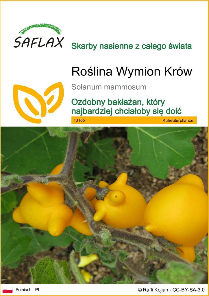 SAFLAX - Roślina Wymion Krów - 10 Nasiona - Solanum Zdjęcie produktu 
