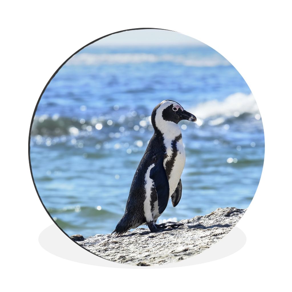 MuchoWow Aluminium Wandkreis Pinguin am Strand von Boulders Beach Ø 30 cm Wanddeko Modern Wohnzimmer - Wand Bild - Wohnzimmer - Runde Bilder - A...