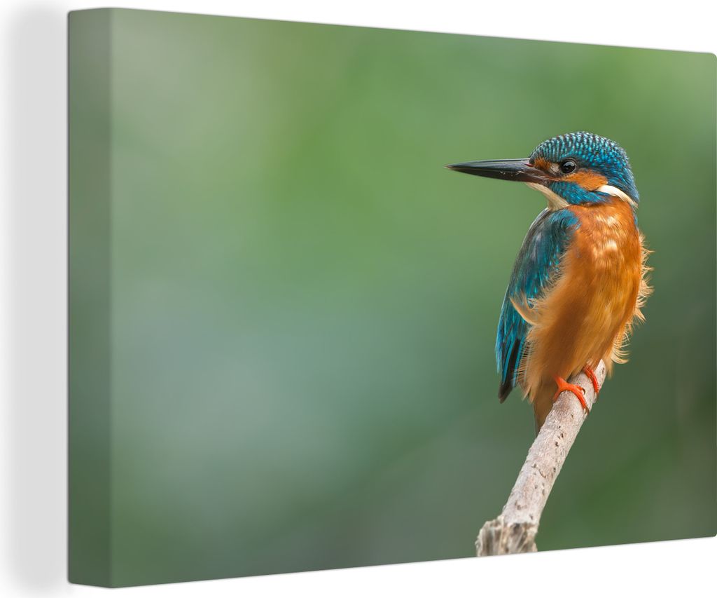 OneMillionCanvasses - Leinwandbilder - 150x100 cm, Eisvogel - Äste - Beute, Wandbilder Kunstdruck Wanddekoration