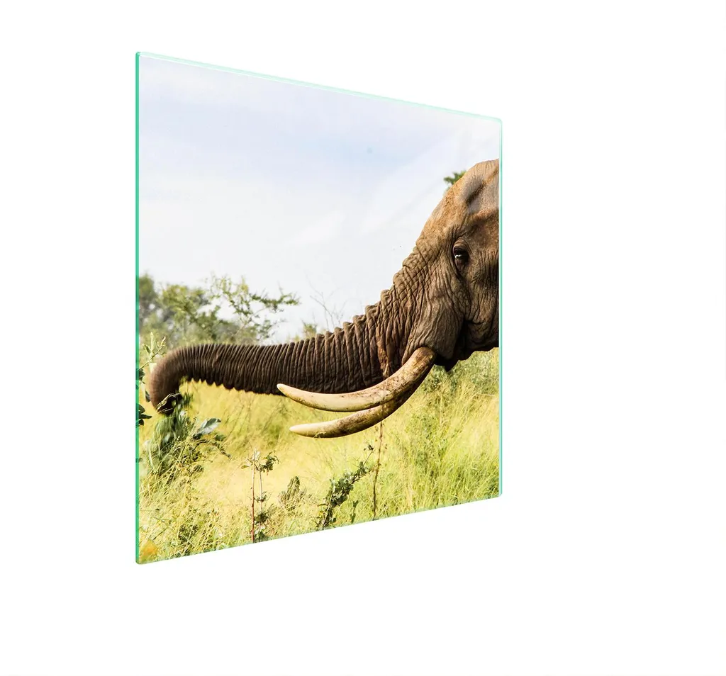 Piastra Di Protezione In Vetro Per Elefante 50X52