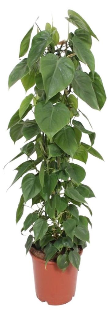 Philodendron Scandens - 110-120cm - Ø24cm - Pianta Immagine del prodotto 