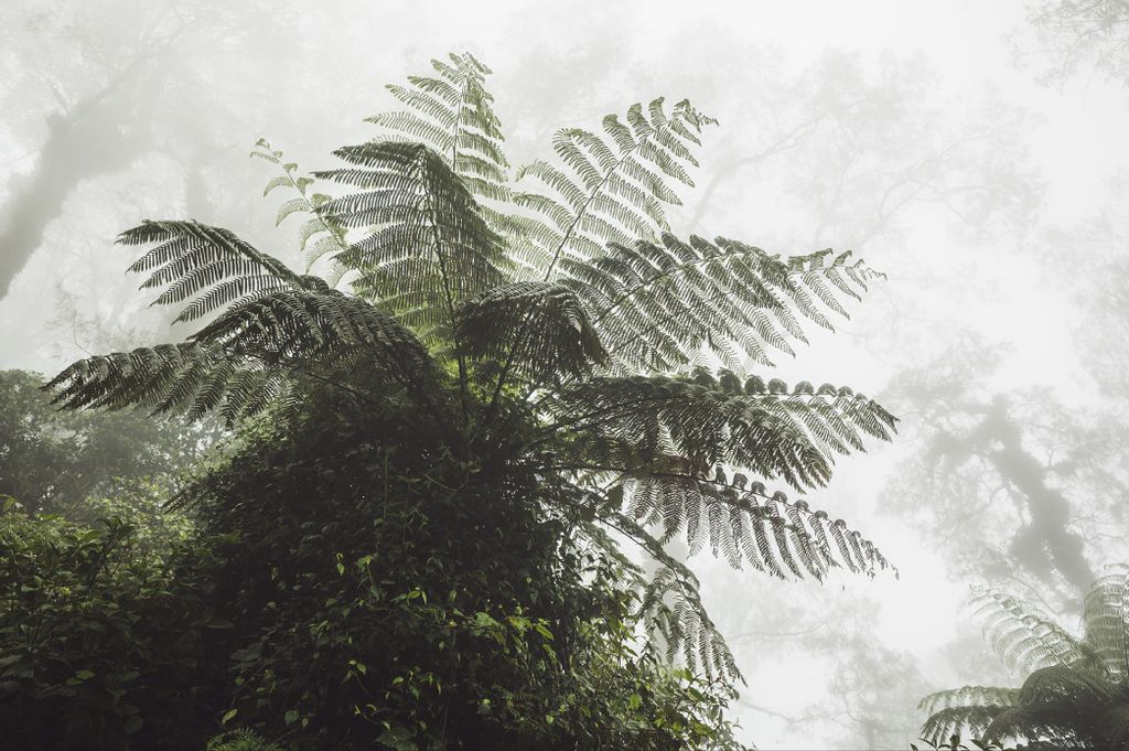 Muralo Fototapete Wald im Nebel 520 (B) x 318 (H) cm Vlies Tapete Wandtapeten Bäume Pflanzen Wohnzimmer Schlafzimmer moderne Wandbilder XXL Landsc...