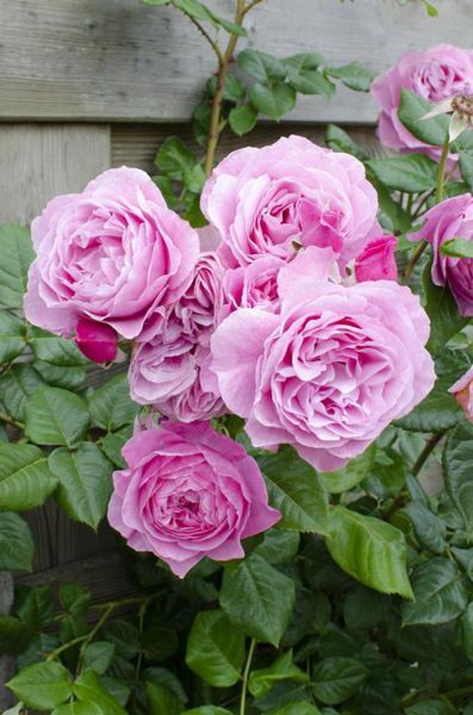 Kletterrose Rose Crazy in Love 'Pink' 3 Pflanzen Ø15cm Höhe 65cm Duftende Deko